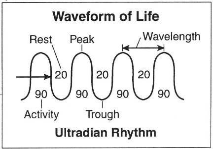 Ultradian