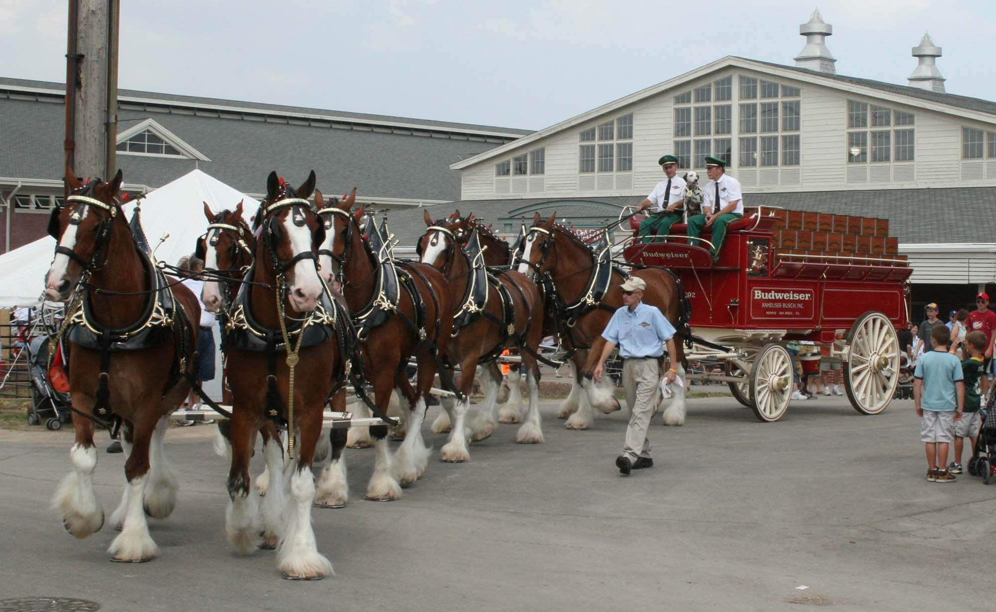 budweiser-team