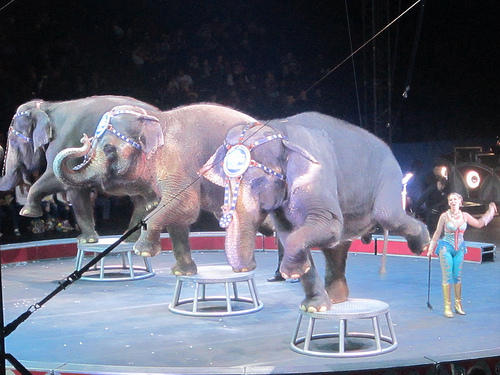 elephant ring barnum